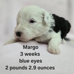 Margo - Gray and white female Old English Sheepdog puppy in Sutherlin, Oregon from Sapphire Eyes Sheepdogs