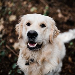 Finley - Golden Retriever