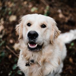 Finley - Golden Retriever