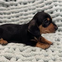 Hank - Black and tan male Dachshund puppy in Purdy, Missouri from Shotgun Pups
