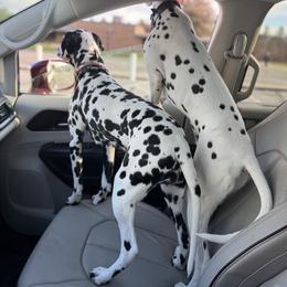Dalmatians from KC Dalmatians