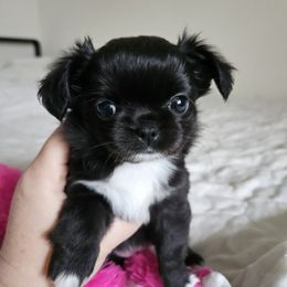 Chihuahua Puppies from Nadezhda's Chihuahuas