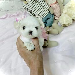 Maltese and Yorkshire Terrier Puppies from tatortot pup