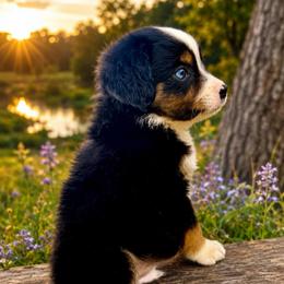 Banner - Black tri male Miniature Australian Shepherd puppy in Idalou, Texas from Lonesome Pine Mini Aussies