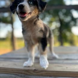 Patch - Blue merle female Miniature Australian Shepherd puppy in Doddridge, Arkansas from Huddleston Farm