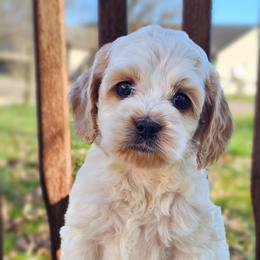 Maggie - Red roan female Cockapoo puppy in Connersville, Indiana from Dessie's Doodles