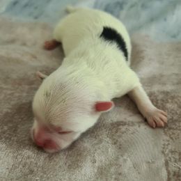 Pongo - White male Pomeranian puppy in Coral Springs, Florida from PinkPawPomeranians