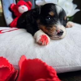 Boy 5 - Black tri male Miniature Australian Shepherd puppy in Dunnellon, Florida from Ever After Mini Aussies