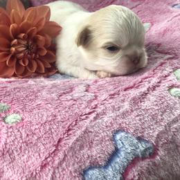 Lily May - Liver and white female Shih Tzu puppy in Milton, Florida from Shih tzu adventures of Santa Rosa Florida