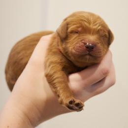 Kovu - Red Collar - Apricot male Goldendoodle puppy in Arlington, Washington from Anderson Goldendoodles