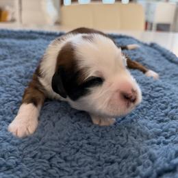 Chief - Sable male Tibetan Terrier puppy in Tunnel Hill, Georgia from Willow Haven Kennels