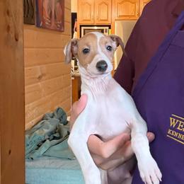 Boy 5 - Red fawn male Italian Greyhound puppy in North Carolina from Celtic Sighthounds
