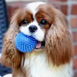 Cavalier King Charles Spaniel puppies from Holston Mountain Cavaliers