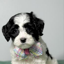 Jersey - Black female Australian Labradoodle puppy in Calhoun, Louisiana from Arrowhead Australian Labradoodles