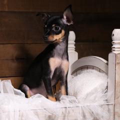 Fifi - Black and tan female Russian Toy puppy in Citrus Heights, California from Domik of love