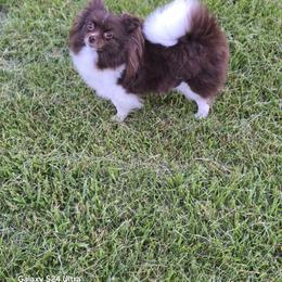 Portia - Pomeranian