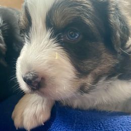 Boy 1 - Black tri-color Australian Shepherd puppy in Martha’s Vineyard, Massachusetts from Cranberry Hill Aussies