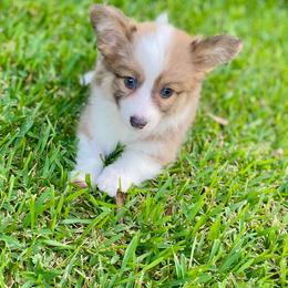 Margo - Sable female Pembroke Welsh Corgi puppy in Hueytown, Alabama from AAA Corgis