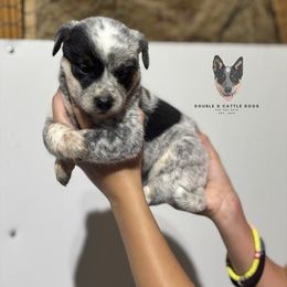 Rose - Blue mottled female Australian Cattle Dog puppy in Timpson, Texas from Double S Kennel