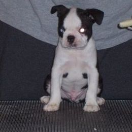 Boston Terrier Puppies from Deja-Vu Bostons