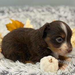 Millie - Red tri female Toy Australian Shepherd puppy in Ambrose, Georgia from Brandilyn's Aussies