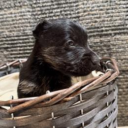 Boy 1 - Black brindle male Scottish Terrier puppy in Nickelsville, Virginia from Pecan Creek