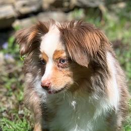 Iris - Toy Australian Shepherd