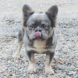 Gizmo - Tricolors male French Bulldog puppy in Franklinton, North Carolina from Sweet Carolina Kennel