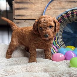Forest - Red male Cavapoo puppy in Orrstown, Pennsylvania from Pawfect Fur Friends