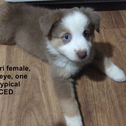 Miniature Australian Shepherd Puppies from Midnitestar Aussies and Training