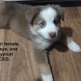 Miniature Australian Shepherd Puppies from Midnitestar Aussies and Training