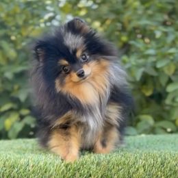Pomeranian All Grown Up from Adelia’s perfect poms