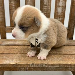 Tequila - Blue female Pembroke Welsh Corgi puppy in Casper, Wyoming from Flying Note Shorties