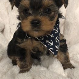 Yorkshire Terrier Puppies from Mullet Yorkies