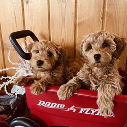 Bernedoodle, Cavapoo, and Goldendoodle Puppies from 406Doodles