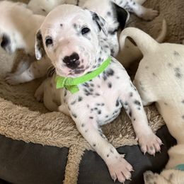 Spot - White and black male Dalmatian puppy in Fontana, California from Maldonado's Dalmatians
