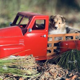 Shetland Sheepdog puppies from Jesstar Shetland Sheepdogs