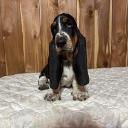 Cleo - Black brown and white female Basset Hound puppy in Vinegar Bend, Alabama from Melanie's Basset Hounds