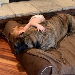 Mastiff Puppies from Mama’s Mastiffs