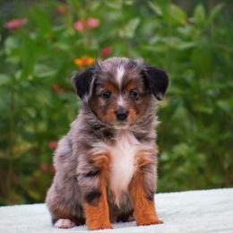 Asher - Blue merle male Miniature American Shepherd puppy in Chocowinity, North Carolina from Foxtail Hollow