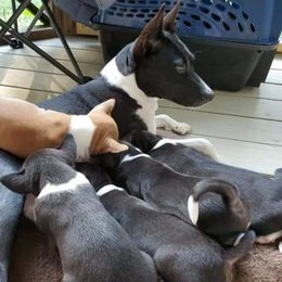 Aster - Basenji