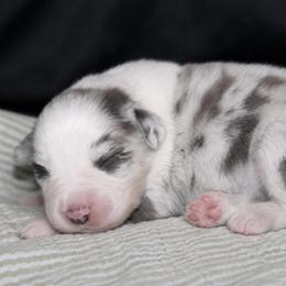 Nova - Blue merle female Australian Shepherd puppy in Colorado Springs, Colorado from Storm and Sage Australian Shepherds