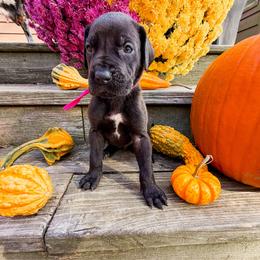 Charlie - Black female Great Dane puppy in Climax, Michigan from Beaver Creek Danes