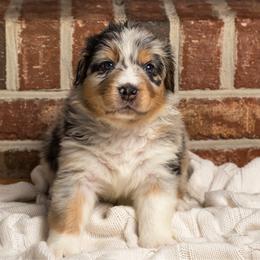 Simba - Blue merle male Australian Shepherd puppy in Blythewood, South Carolina from One Tribe Aussies