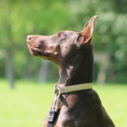 Doberman Pinschers from Loyal Hearts Farm / RK's Dobermans