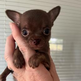Chip - Chocolate male Chihuahua puppy in Coweta, Oklahoma from Green Country Chihuahuas