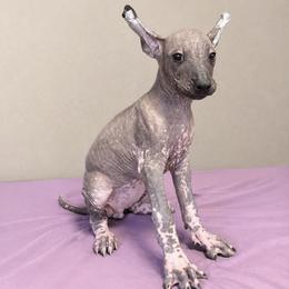 Girl 2 - Black and white female Xoloitzcuintli puppy in Lakeview, California from Xchaman Xoloitzcuintli