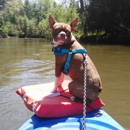 Boston Terriers from Rusty Pines Boston Terriers