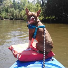 Boston Terriers from Rusty Pines Boston Terriers