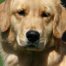 Dachshunds and Golden Retrievers from GingerRun Golden Retrievers
